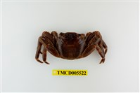 藏品(白紋方蟹)的圖片